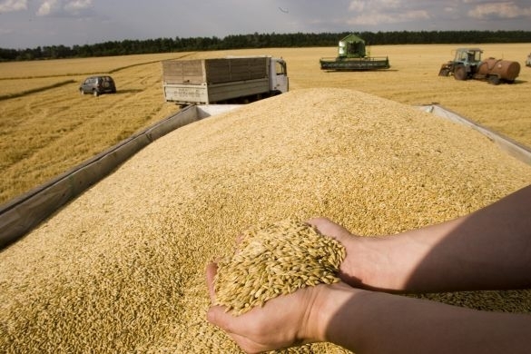 Рынок зерна украины